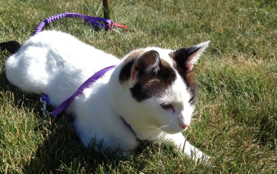 Protected: Happy Birthday Felix!