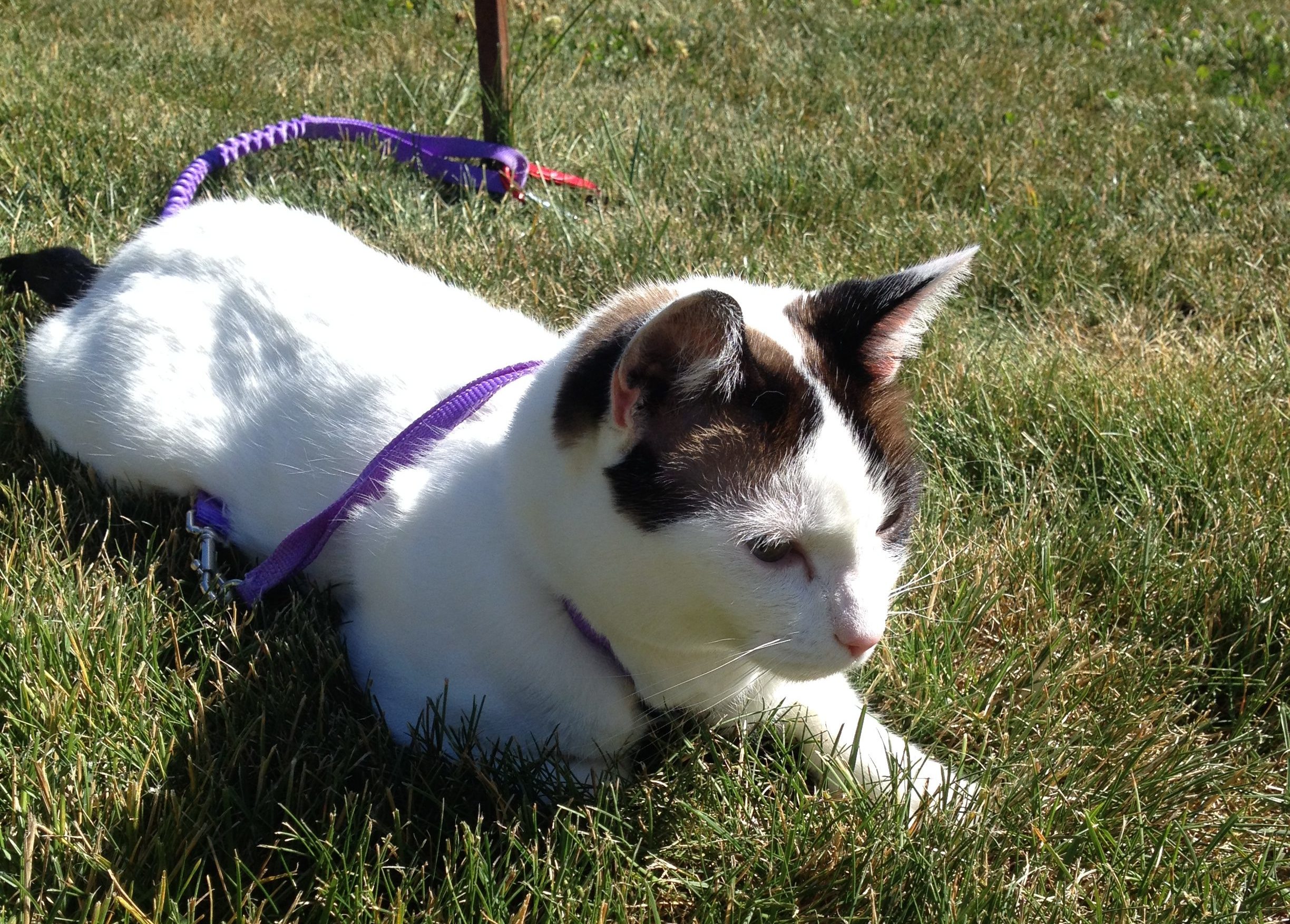 Happy Birthday Felix!